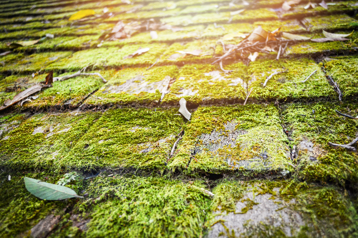 how-to-remove-moss-from-your-roof-the-wny-company