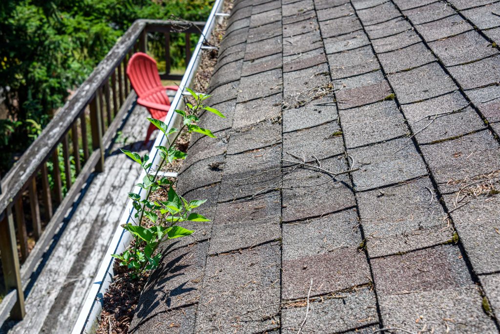 Summer Gutter Issues and Solutions