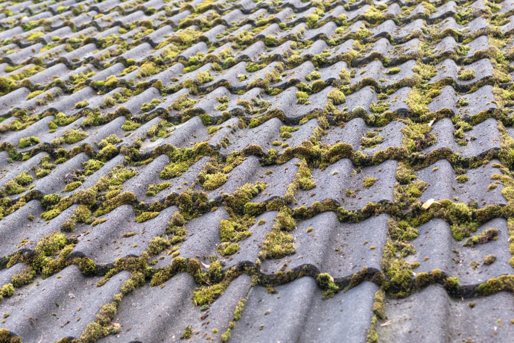 Preventing mold from growing on your roof