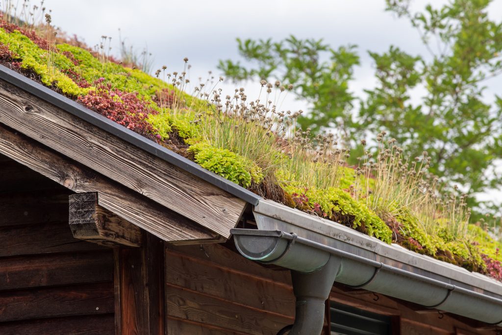 Green Roofing Systems